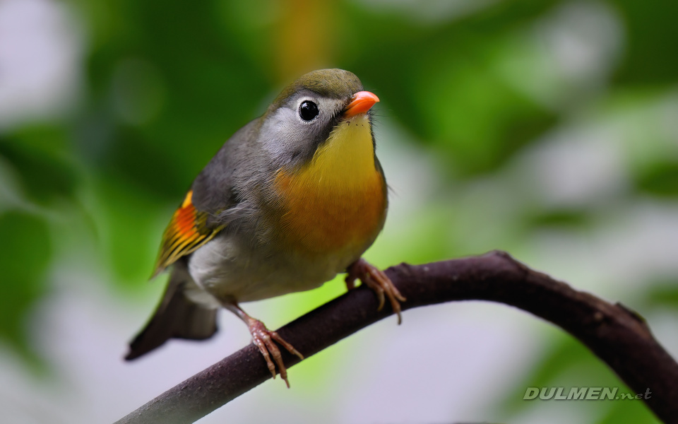 Red-Billed Leiothrix (Leiothrix lutea)